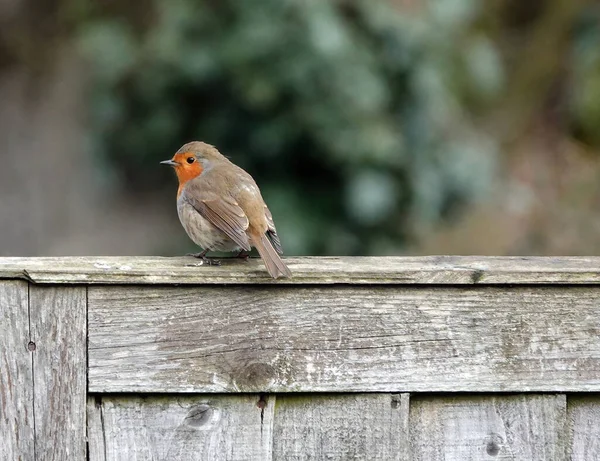 Eine Nahaufnahme Eines Europäischen Rotkehlchens — Stockfoto