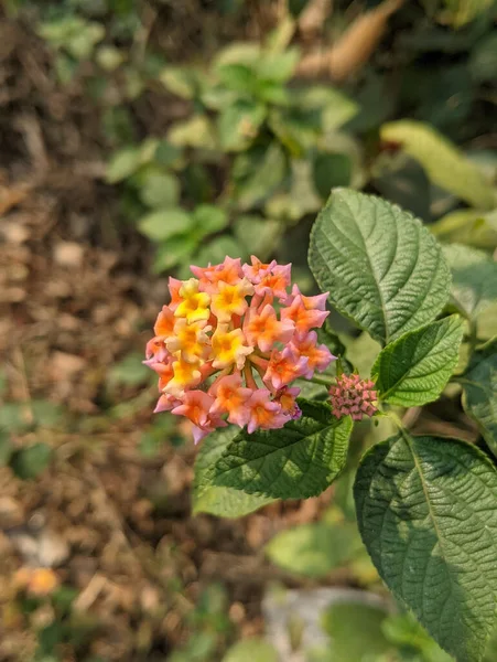 Batı Hint Lantana Çiçeğinin Yakın Çekimi — Stok fotoğraf