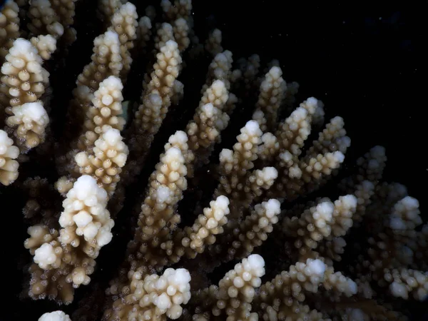Ένα Κοντινό Πλάνο Από Υφασμένα Κοράλλια Κάτω Από Νερό — Φωτογραφία Αρχείου