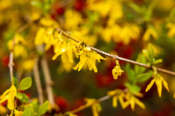 Een Dichtbij Shot Van Een Aftakking Van Forsythia — Stockfoto