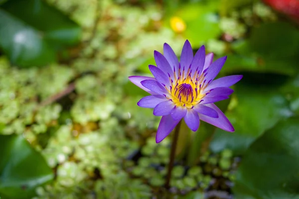 Tiro Perto Uma Única Flor Roxa Grama — Fotografia de Stock