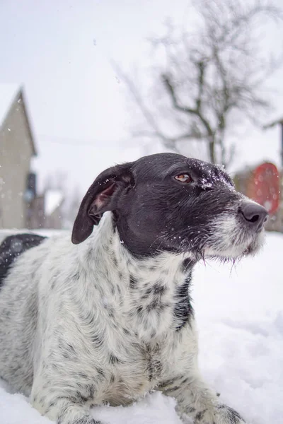 Избирательный Снимок Очаровательной Черно Белой Собаки Лежащей Снегу — стоковое фото