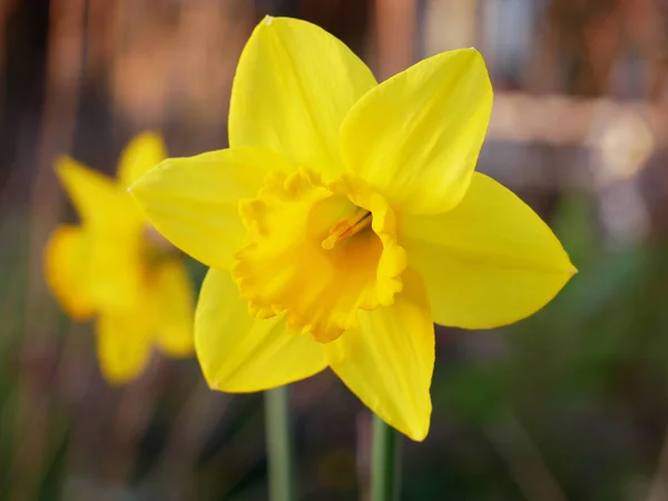 Una Flor Narciso Amarillo Brillante Floreciendo Jardín —  Fotos de Stock