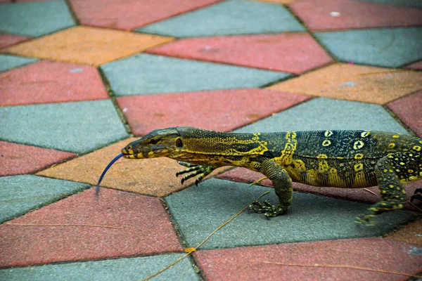 Eine Schöne Waraneidechse Komodo Drache Auf Bunt Gemustertem Boden — Stockfoto