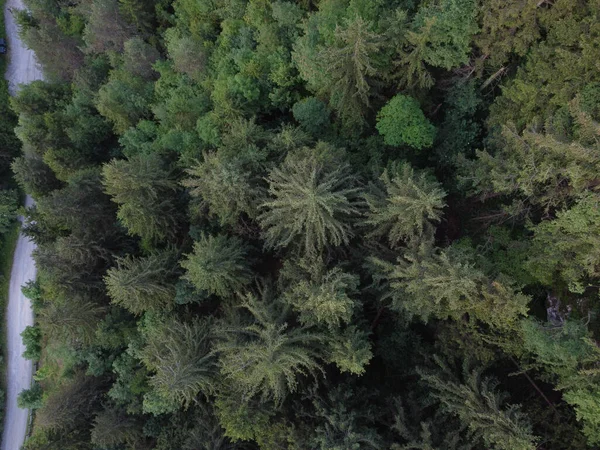Widok Góry Lotu Ptaka Wiejskiej Drogi Otoczonej Gęstą Roślinnością Leśną — Zdjęcie stockowe