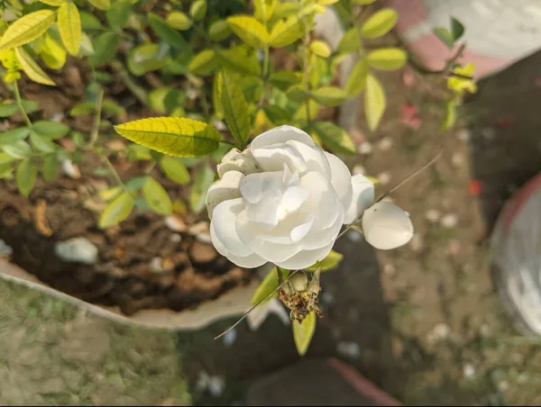 Colpo Angolo Alto Fiore Rosa Bianco — Foto Stock