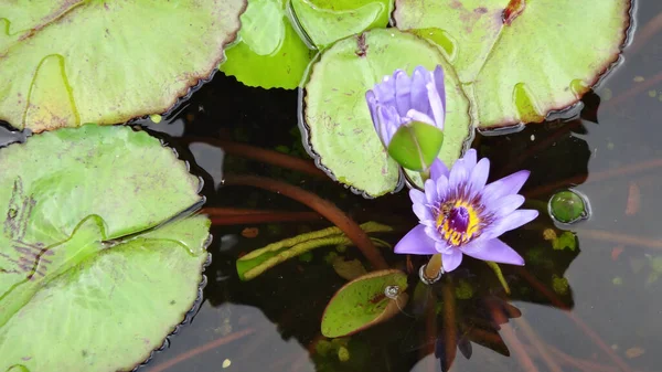 Верхній Вигляд Квітучих Водяних Лілій — стокове фото