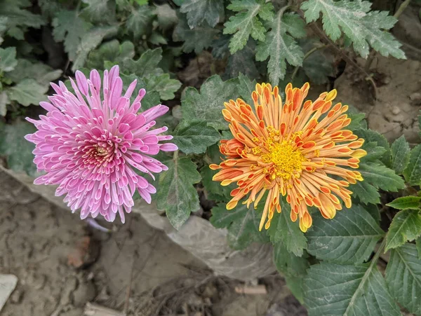 Une Vue Dessus Deux Chrysanthèmes Violets Orange Rustiques — Photo
