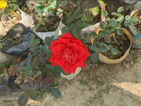 鉢植えの赤いバラの高角度のショット — ストック写真