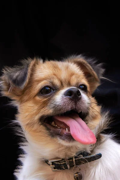 Vertical Shot Chihuahua Sticking Its Tongue Out — Stock Photo, Image