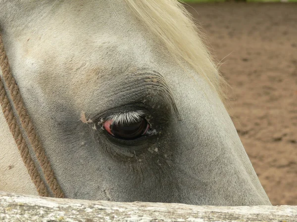 Närbild Huvudet Vit Ponny — Stockfoto