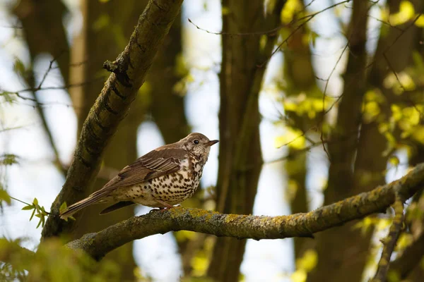 Foco Seletivo Song Thrush Sentado Galho Árvore — Fotografia de Stock