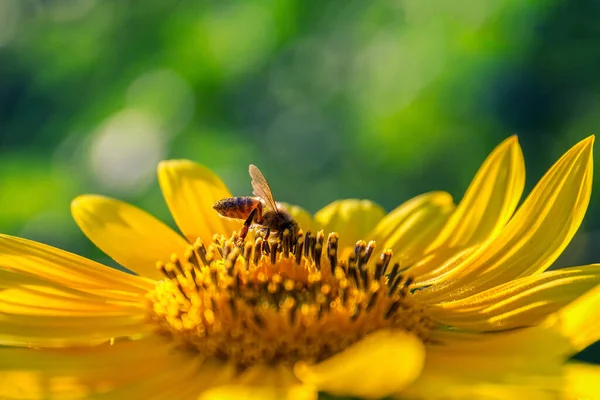 Closeup Shot Small Bee Perched Yellow Sunflower — Stock Photo, Image