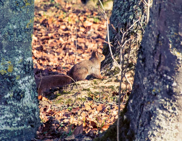 Nahaufnahme Eines Eichhörnchens Zwischen Waldbäumen Herbst — Stockfoto
