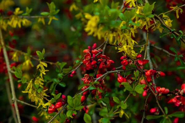 Een Close Shot Van Een Barberry Bush Een Park — Stockfoto