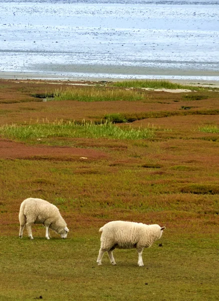 Plan Vertical Moutons Broutant Sur Une Prairie Près Mer Sur — Photo