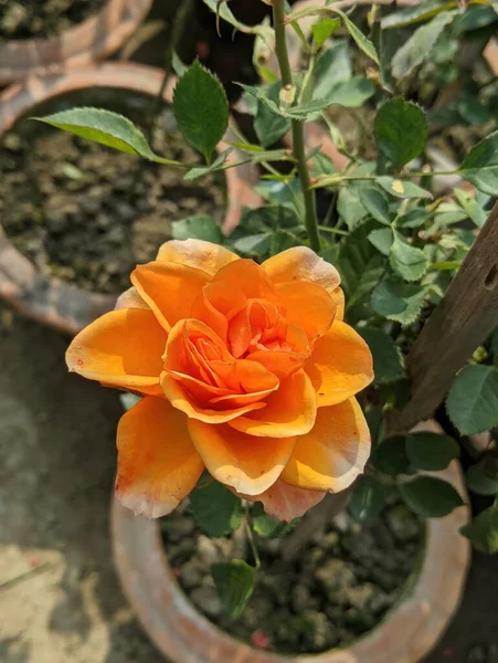 Ένα Κοντινό Πλάνο Από Ένα Πορτοκαλί Αγγλικό Τριαντάφυλλο — Φωτογραφία Αρχείου