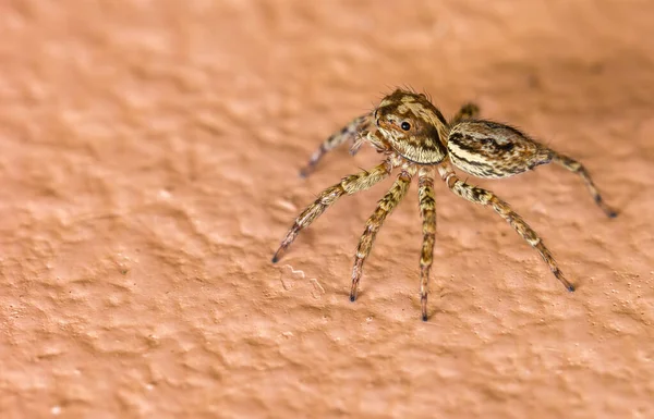 Nahaufnahme Einer Springenden Spinne Auf Einer Grunge Oberfläche — Stockfoto