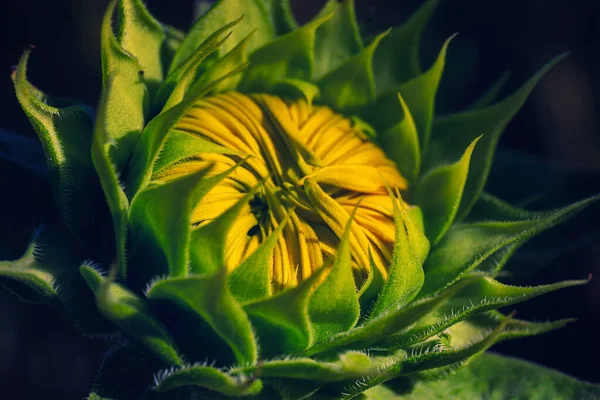 ぼやけた背景に閉じた黄色のひまわりの芽のクローズアップショット — ストック写真