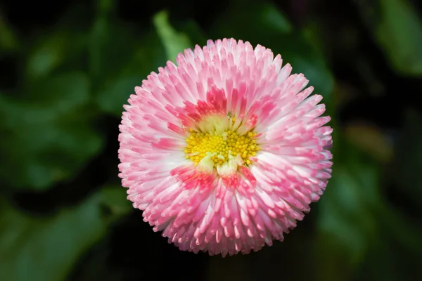 Tetején Rózsaszín Aster Virág Közepén Egy Elmosódott Zöld Háttér — Stock Fotó