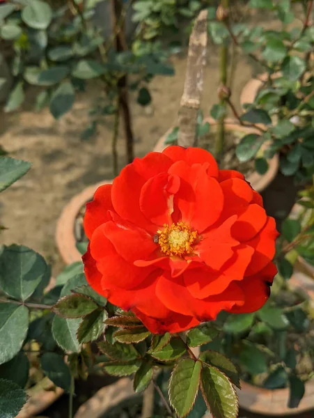 Крупним Планом Знімок Яскраво Червоної Квітки Флорибунда — стокове фото