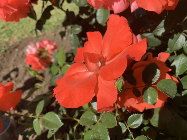 Close Flores Gerânio Vermelho — Fotografia de Stock