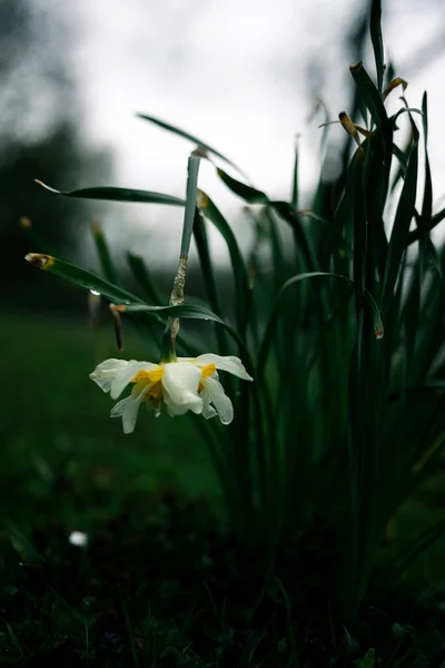 Colpo Verticale Narciso Bianco Con Gambo Rotto — Foto Stock