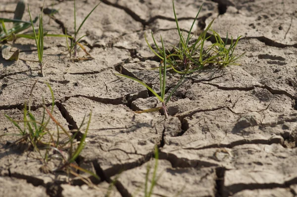 德国法兰克福被侵蚀的农田 短暂的雨过后 旱情又回来了 气候变化对农业构成挑战 — 图库照片