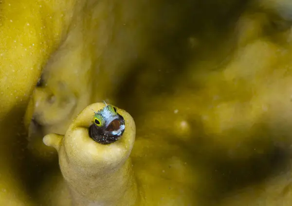 Ένα Κοντινό Πλάνο Ενός Μικροσκοπικού Ψαριού Κίτρινο Κοράλλι — Φωτογραφία Αρχείου