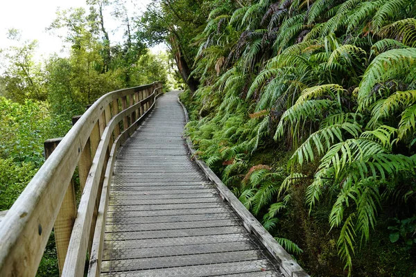 Una Passerella Legno Parco Con Piante Felce — Foto Stock