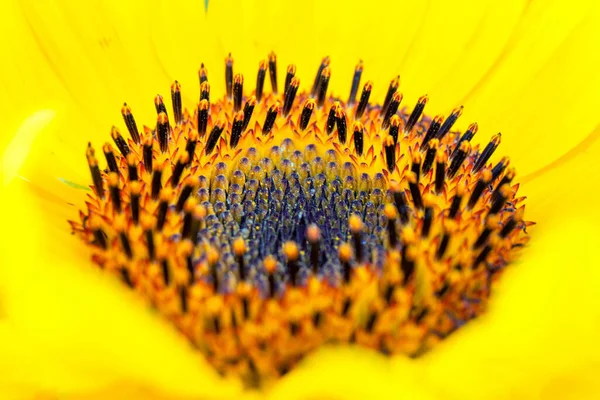 Detailní Záběr Žlutých Slunečnicových Tyčinek — Stock fotografie