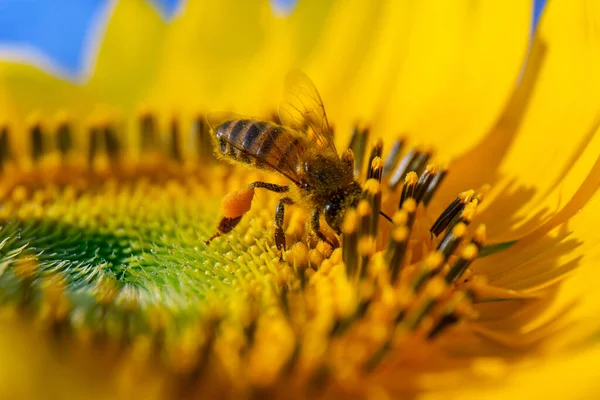Zbliżenie Ujęcia Małej Pszczółki Siedzącej Żółtym Słoneczniku — Zdjęcie stockowe