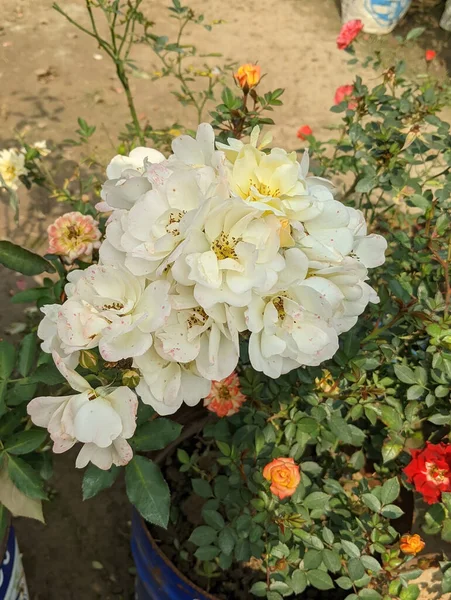 Een Close Shot Van Potted Witte Roos Bloemen — Stockfoto