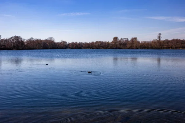 穏やかな湖で泳いでいる鳥のクローズアップショット — ストック写真