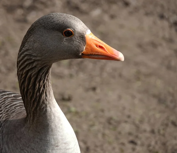 Closeup Shot Goose — Stock Photo, Image