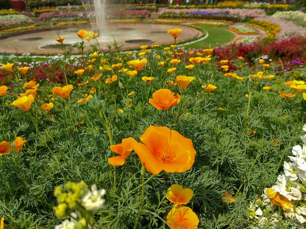 Schöne Orangefarbene Eschscholzia Blumen Park Mit Dem Fundament Hintergrund — Stockfoto