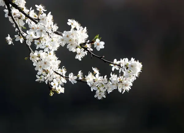 Makro Záběr Květu Stromu — Stock fotografie