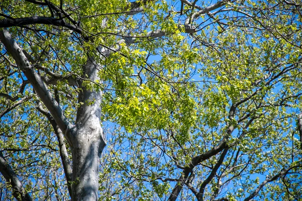 Μια Χαμηλή Γωνία Των Κλαδιών Των Δέντρων Φρέσκα Πράσινα Φύλλα — Φωτογραφία Αρχείου