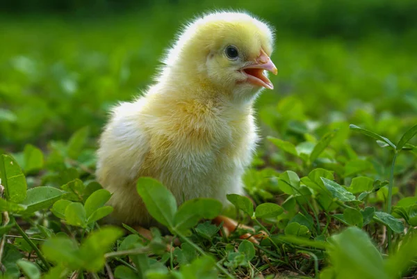 在绿色的草地上拍了一张小鸡照 — 图库照片