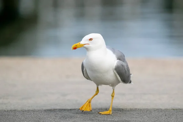 Oiseau Mouette Debout Bord Lac — Photo