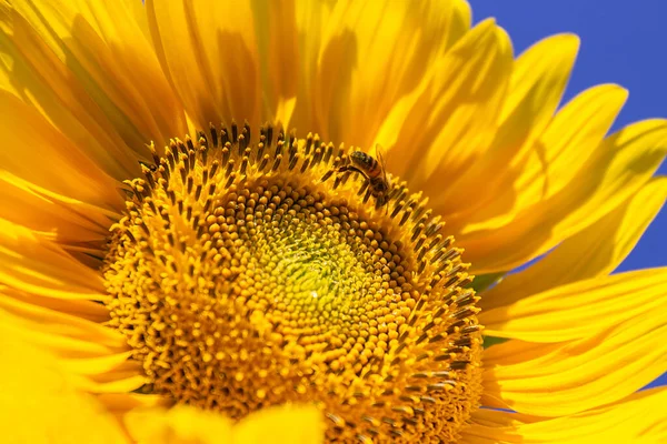 Een Close Shot Van Een Bij Hoog Een Gele Zonnebloem — Stockfoto