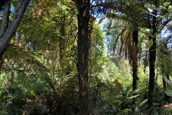 Különböző Növények Fák Erdőben Egy Napsütéses Napon — Stock Fotó