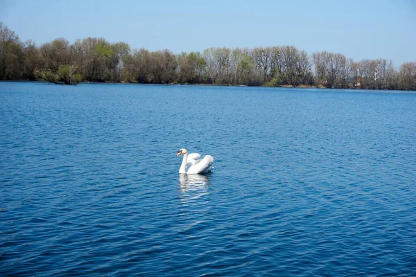 Cigno Bianco Che Nuota Lago Blu — Foto Stock