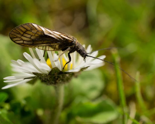 Gros Plan Insecte Sialis Lutaria Debout Sur Belle Camomille Dans — Photo