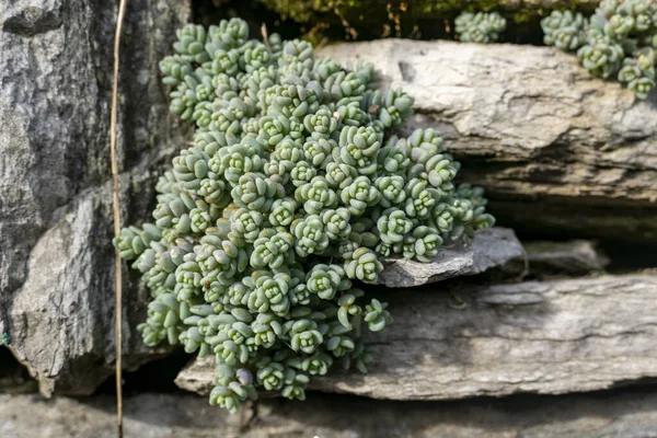 Succulent Plant Rocks Laglio Lombardy — Stock Photo, Image