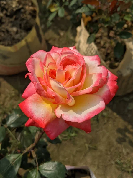 Primer Plano Una Hermosa Rosa Que Crece Jardín — Foto de Stock