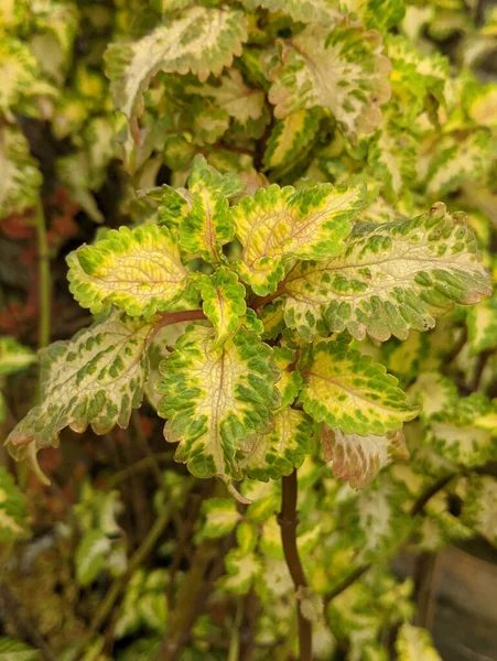 Tiro Close Folhas Verdes Uma Planta Coleus — Fotografia de Stock