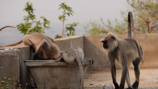 Eine Gruppe Langur Affen Trinkt Wasser Aus Einer Großen Steinschale — Stockfoto
