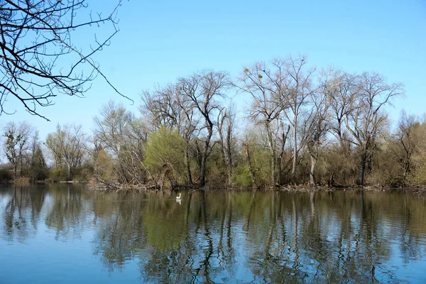 잎사귀없는 나무들 이강에 반사되다 — 스톡 사진
