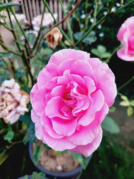 Szelektív Fókusz Lövés Egy Gyönyörű Rózsaszín Floribunda Rózsa Egy Edényben — Stock Fotó